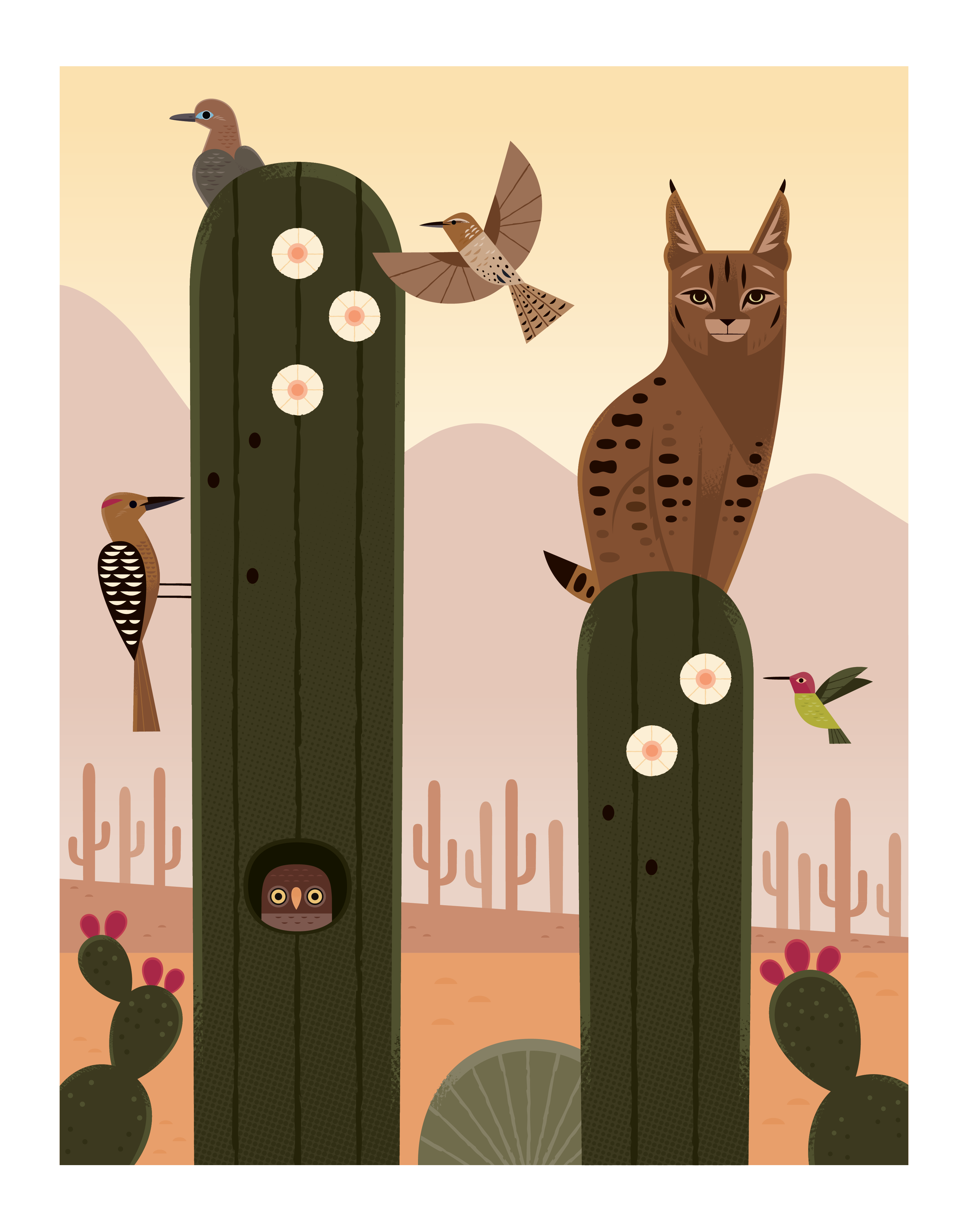 Alexander Vidal - Bobcat illustration