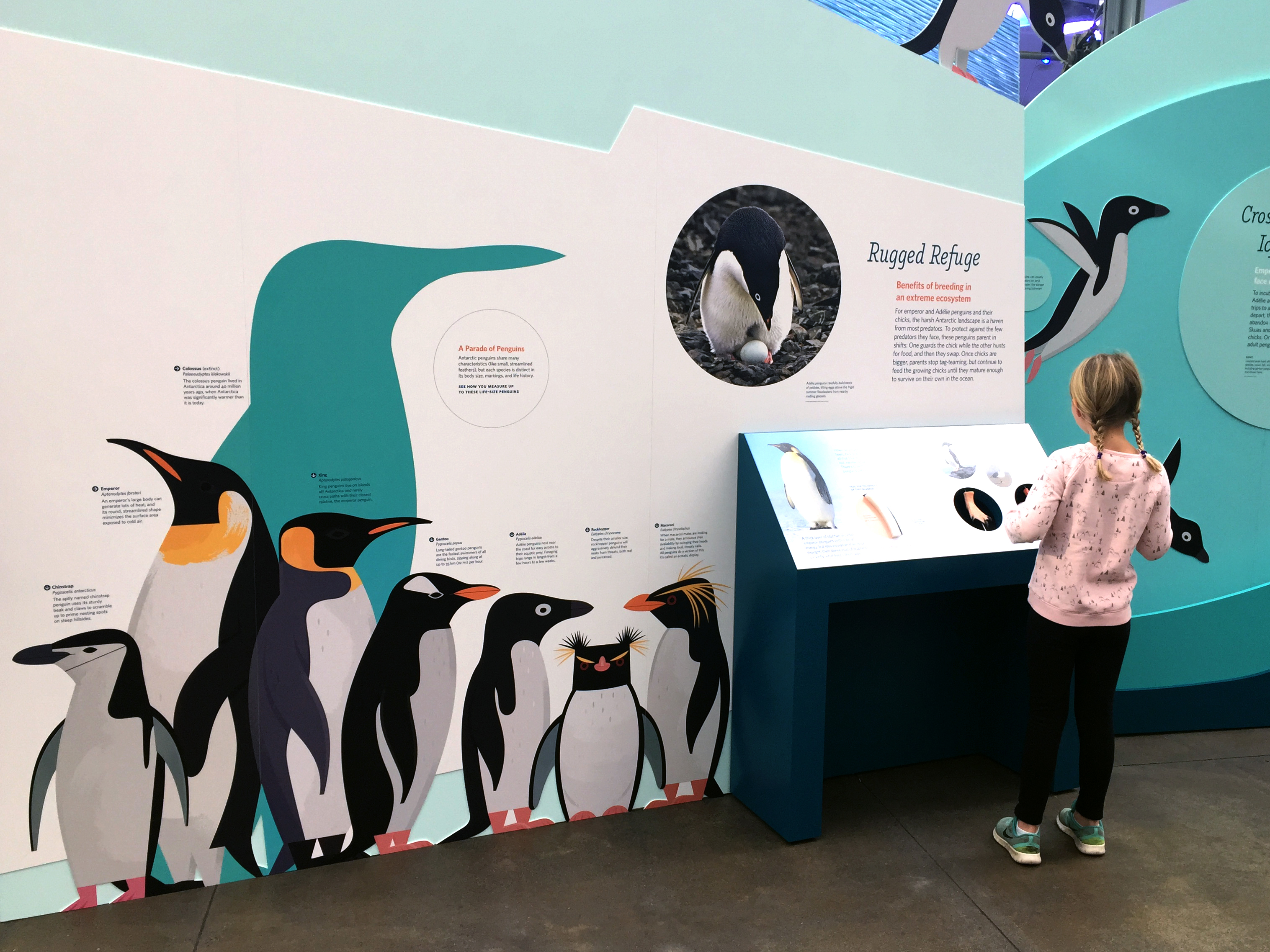 Penguin Exhibit at California Academy of Sciences