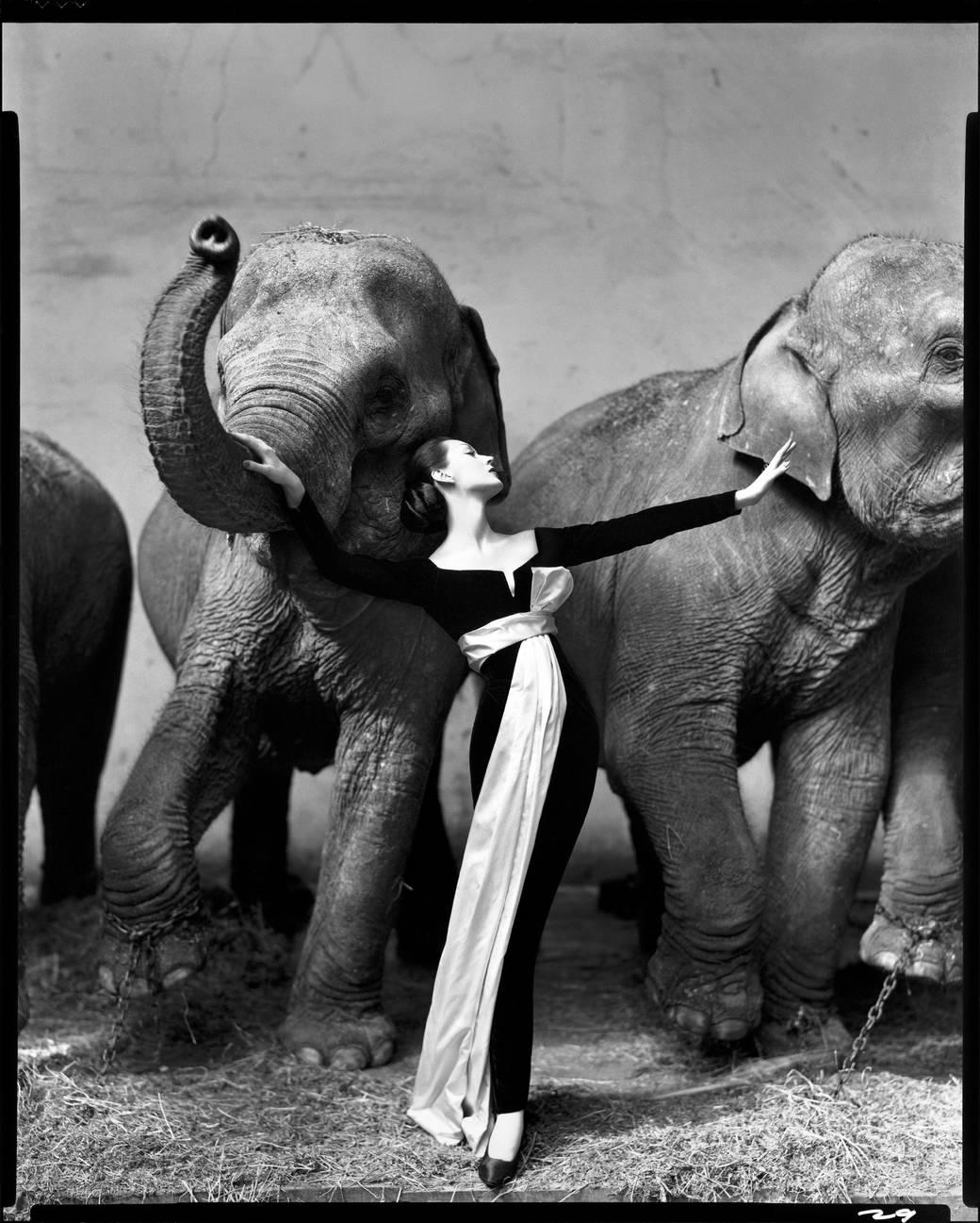 Richard Avedon, Dovima with Elephants, Evening Dress by Dior, Cirque d’Hiver, Paris, August 1955 Image courtesy of: J. Paul Getty Museum, Los Angeles
