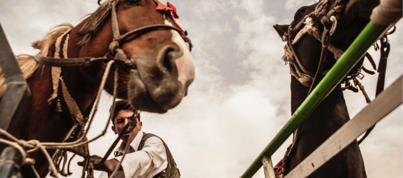 photo of horses by Libero Antonio Di Zinno