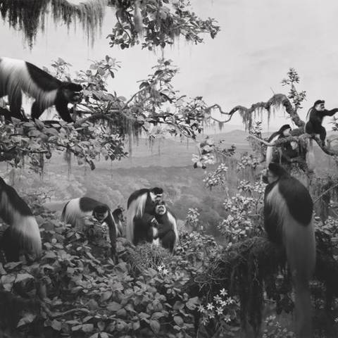 /White Mantled Colobus, 1980, gelatin silver print, 47-1/16 x 83-1/16 in.PHOTO COURTESY OF THE ARTIST AND MARIAN GOODMAN GALLERY (via Forbes)