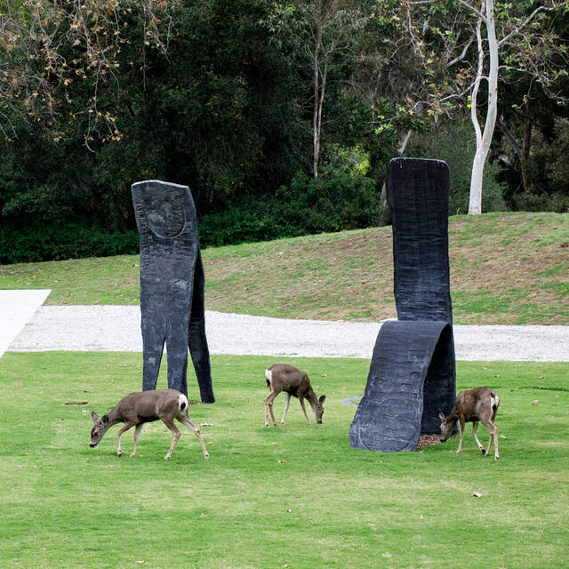 deer grazing in sculpture garden at hillside campus