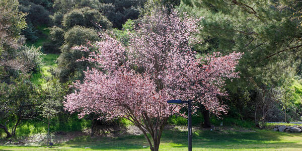 tree in bloom with pink flowers at Hillside Campus