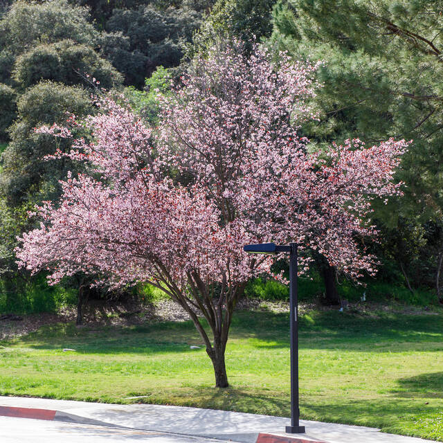  tree in bloom with pink flowers at Hillside Campus
