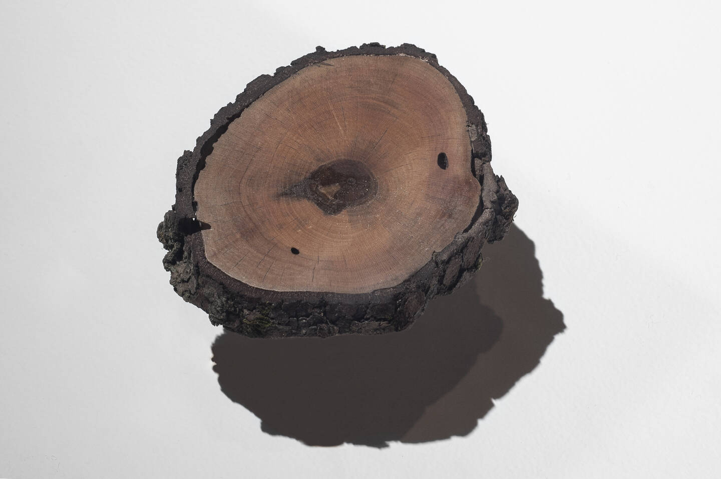 %3Cem%3ETree+Ring+Specimen+%28Actual%29%3C%2Fem%3E%2C+2020%3Cbr+%2F%3E%0DDogwood