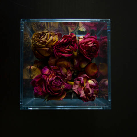 /Roses in a box made of acrylic partitions as seen in an essay by faculty member Liliana Becerra about 