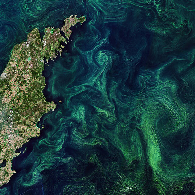 An+algae+bloom+in+the+Baltic+Sea.+The+term+describes+the+rapid+multiplying+of+phytoplankton%2C+microscopic+marine+plants+that+drift+on+or+near+the+surface.+The+chlorophyll+that+phytoplankton+use+for+photosynthesis+tints+the+surrounding+ocean+waters.+The+Baltic+Sea+faces+many+serious+challenges%2C+including+toxic+pollutants%2C+deep-water+oxygen+deficiencies%2C+and+toxic+blooms+of+cyanobacteria+affecting+the+ecosystem%2C+aquaculture%2C+and+tourism.+Agricultural+and+industrial+runoff+pours+fertilizers+into+the+sea%2C+providing+additional+nutrients+for+large+algae+blooms.+The+streaks%2C+eddies%2C+and+whirls+of+late+summer+algae+blooms%2C+mixed+by+winds+and+currents%2C+are+clearly+visible+in+the+image.+The+Swedish+island+of+Gotland+can+be+seen+on+the+left.+July+20%2C+2019.