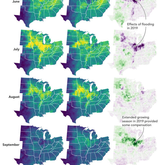 It+sounds+like+science+fiction%2C+but+plants+in+the+midwestern+United+States+and+all+over+the+world+literally+glow+during+the+growing+season.+The+glow+can%E2%80%99t+be+seen+with+the+naked+eye.+Scientists+have+detected+this+signal+using+satellites.+When+a+plant+performs+photosynthesis%E2%80%94absorbing+sunlight+to+convert+carbon+dioxide+and+water+into+food%E2%80%94its+chlorophyll+will+emit+a+faint+glow%3A+solar-induced+fluorescence%2C+or+SIF.+Scientists+can+use+the+glow+to+assess+plant+productivity.+The+maps+show+how+the+SIF+signal+evolved+across+the+Midwest+during+a+typical+growing+season+%282018%29+and+during+the+record+precipitation+and+floods+of+2019.+The+third+column+shows+the+difference+between+the+two+years.+June+2018%E2%80%93September+2019.