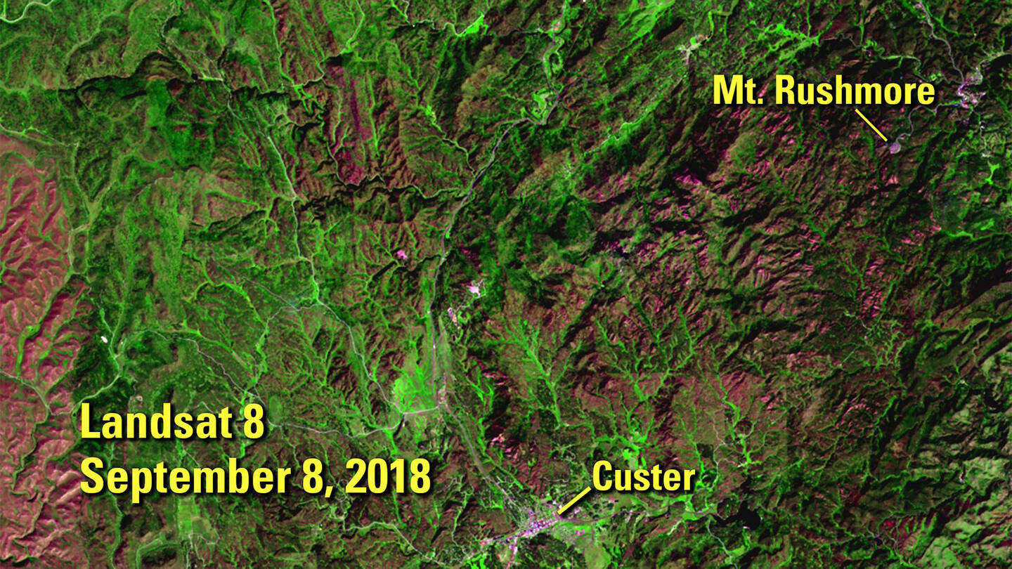 This+false-color+image+shows+a+section+of+pine+forest+in+the+Black+Hills+of+South+Dakota+after+an+epidemic+of+mountain+pine+beetles.+Cold+winters+normally+kill+beetle+eggs+and+keep+the+population+down%2C+but+recent+winters+have+been+warmer+than+usual%2C+so+the+number+of+beetles+has+risen+dramatically.+The+trees+on+which+they+prey+were+weakened+by+prolonged+dry+conditions+in+the+early+2000s%2C+increasing+their+vulnerability.+Patches+of+dead+trees+appear+reddish+in+the+2018+image.+The+reddish+patch+on+the+left+of+the+image+is+a+burn+scar+from+the+Jasper+Fire.+September+8%2C+2018.