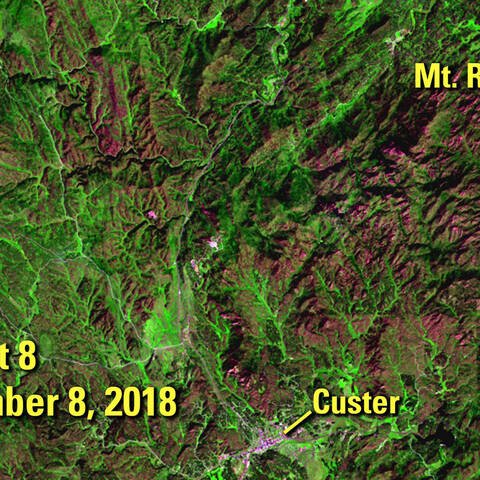 This+false-color+image+shows+a+section+of+pine+forest+in+the+Black+Hills+of+South+Dakota+after+an+epidemic+of+mountain+pine+beetles.+Cold+winters+normally+kill+beetle+eggs+and+keep+the+population+down%2C+but+recent+winters+have+been+warmer+than+usual%2C+so+the+number+of+beetles+has+risen+dramatically.+The+trees+on+which+they+prey+were+weakened+by+prolonged+dry+conditions+in+the+early+2000s%2C+increasing+their+vulnerability.+Patches+of+dead+trees+appear+reddish+in+the+2018+image.+The+reddish+patch+on+the+left+of+the+image+is+a+burn+scar+from+the+Jasper+Fire.+September+8%2C+2018.