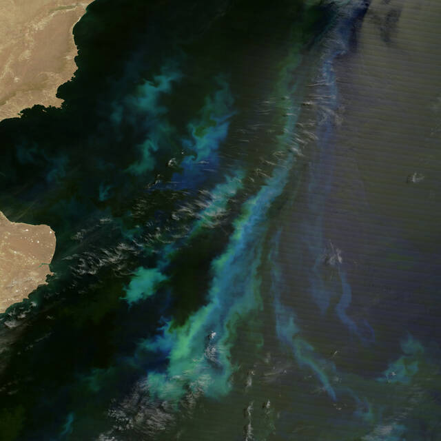 Iridescent+colors+decorate+the+South+Atlantic+Ocean+off+the+coast+of+Argentina.+Though+hundreds+of+kilometers+in+length%2C+these+bright+bands+of+color+were+formed+by+miniscule+objects%E2%80%94tiny+surface-dwelling+ocean+plants+known+as+phytoplankton.+They+thrive+in+the+ocean+off+the+Argentine+coast%2C+thanks+to+the+waters%E2%80%99+cool+temperature+and+richness+in+nutrients.+In+this+area+the+Malvinas+Current+%28or+Falkland+Current%29+sweeps+northward+along+the+continental+shelf%2C+bringing+with+it+cold+water+from+the+Southern+Ocean.+The+action+of+the+current+pulls+up+from+the+ocean+floor+nutrients+that+promote+phytoplankton+growth.+December+24%2C+2007.