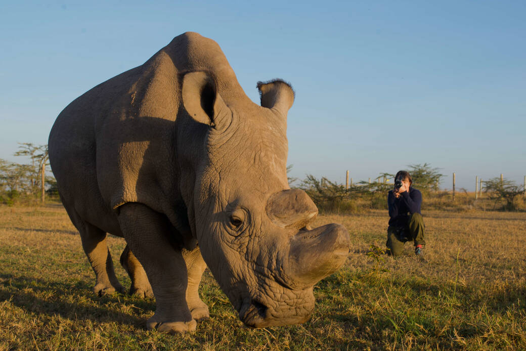 Diana Thater photographing a rhinoceros