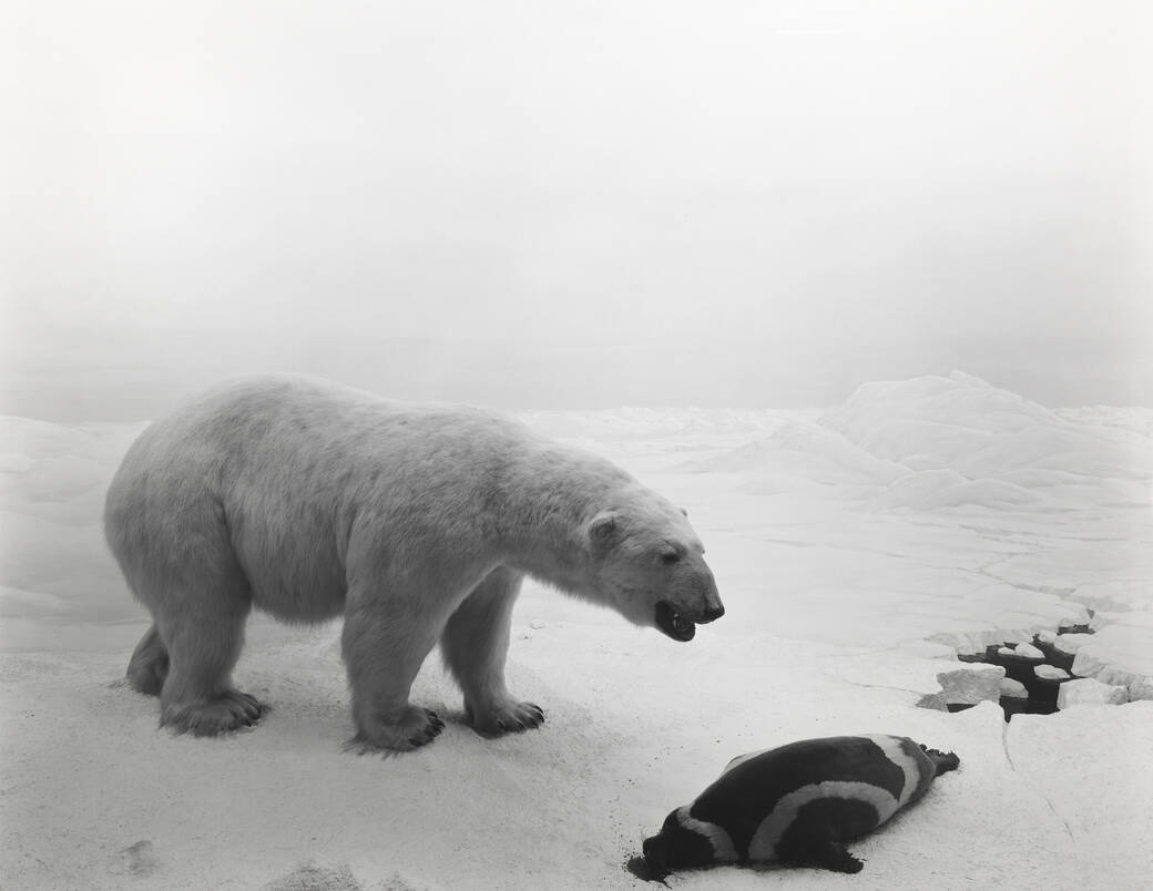 Photograph Polar Bear, 1976, by Hiroshi Sugimoto.