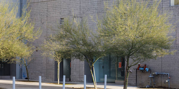 exterior of building with a tree in front