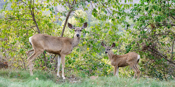 two deer with trees in the background