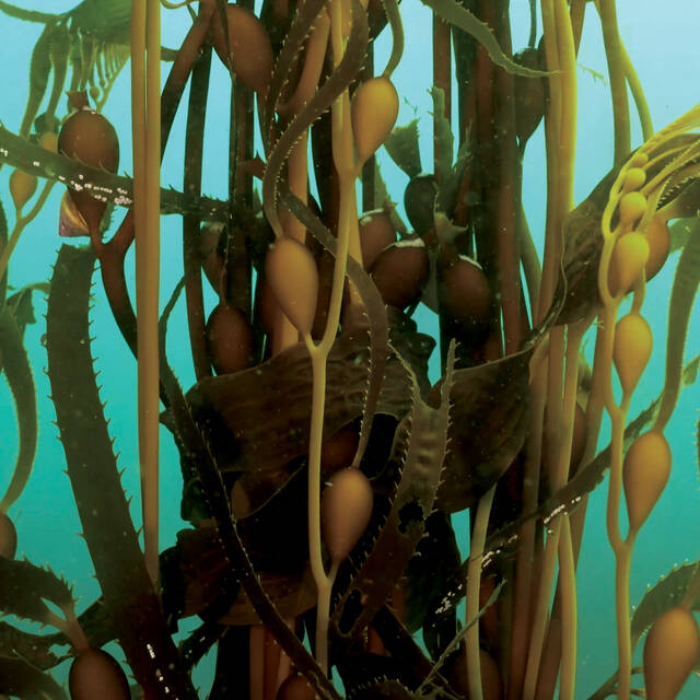 Photo of kelp