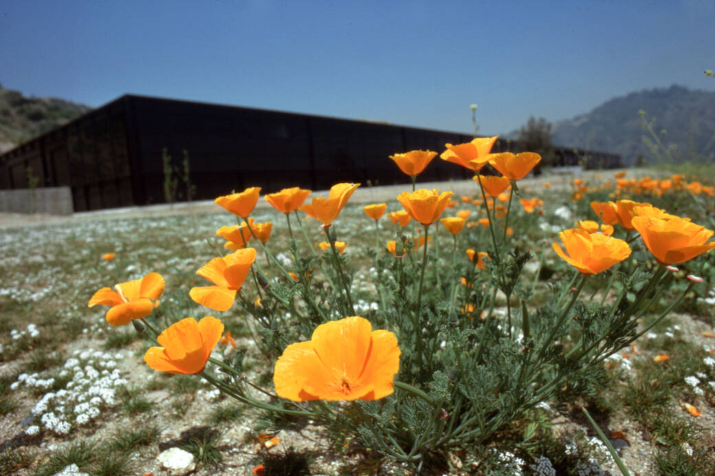 poppies at ArtCenter